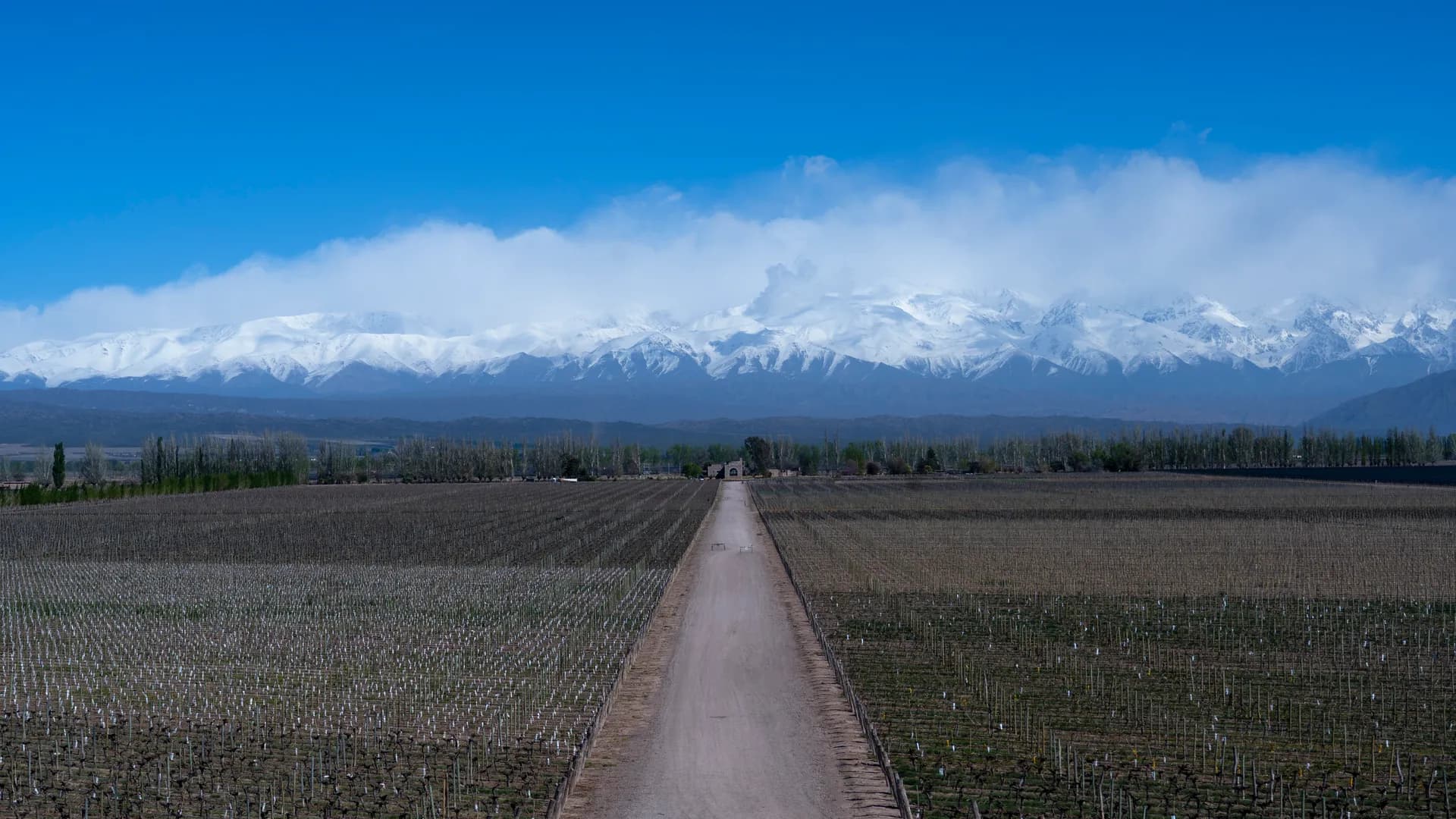 Camino entre viñedos hacia la cordillera
