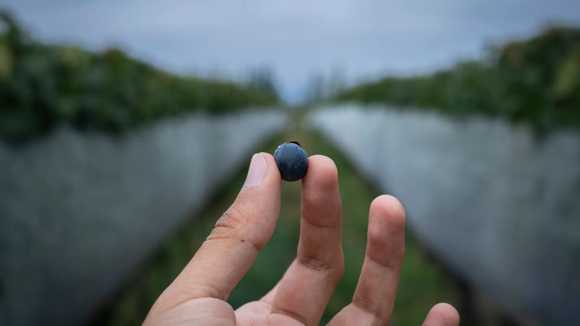 Uva malbec en el viñedo